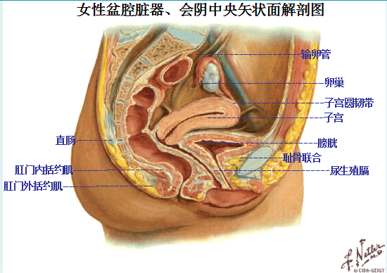 產(chǎn)后盆底康復(fù)|女性盆底主要脹器有哪些？