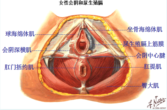 產后盆底修復，為什么產后的女性需要做盆底肌康復？