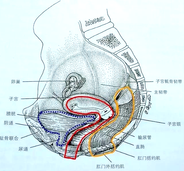 產(chǎn)后恢復(fù)項(xiàng)目中盆腔的“三腔系統(tǒng)”是怎么分界的？