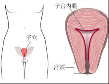 產(chǎn)后盆底肌怎么修復(fù)？你得知道為什么子宮內(nèi)膜薄要治療才能更好解決