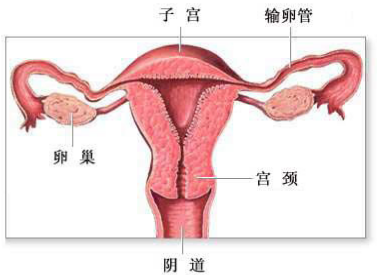 哪些原因會導(dǎo)致陰道松弛？