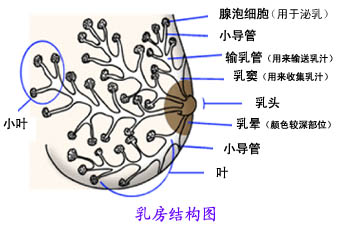 乳房的基本知識，母乳分析很重要