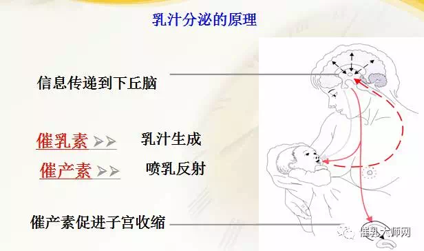 母乳成分分析之前，先搞清楚乳汁分泌的的原理