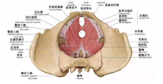 盆底肌康復治療有用嗎？專家表示，注重方法