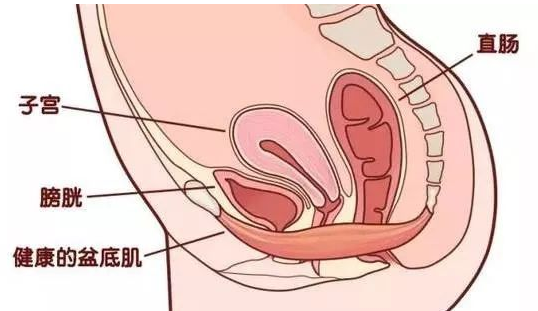 除了腹直肌修復，盆底康復也得重視，恢復好身材
