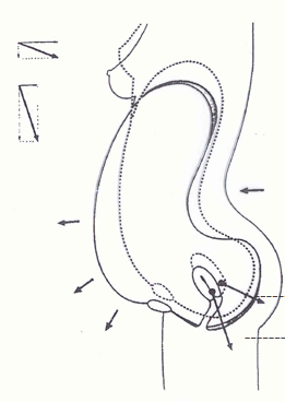 產(chǎn)康者腹直肌分離的理論知識(shí)不過(guò)關(guān)？你還怎么開(kāi)展產(chǎn)后項(xiàng)目呢！