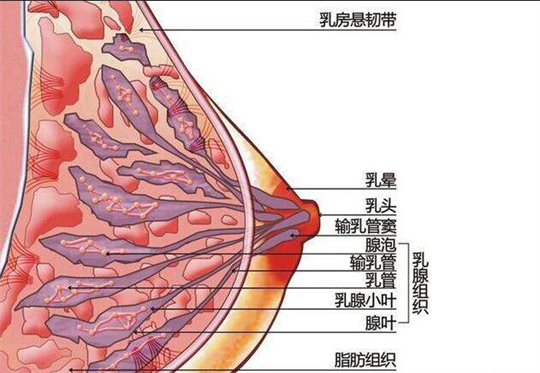產(chǎn)康儀器如何及時(shí)為產(chǎn)后寶媽進(jìn)行開(kāi)奶、疏通