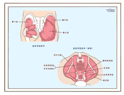 盆底訓練儀是否可以清除盆腔內(nèi)的毒素？