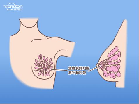 盆底康復(fù)治療儀能幫助女性乳房哪些問題？